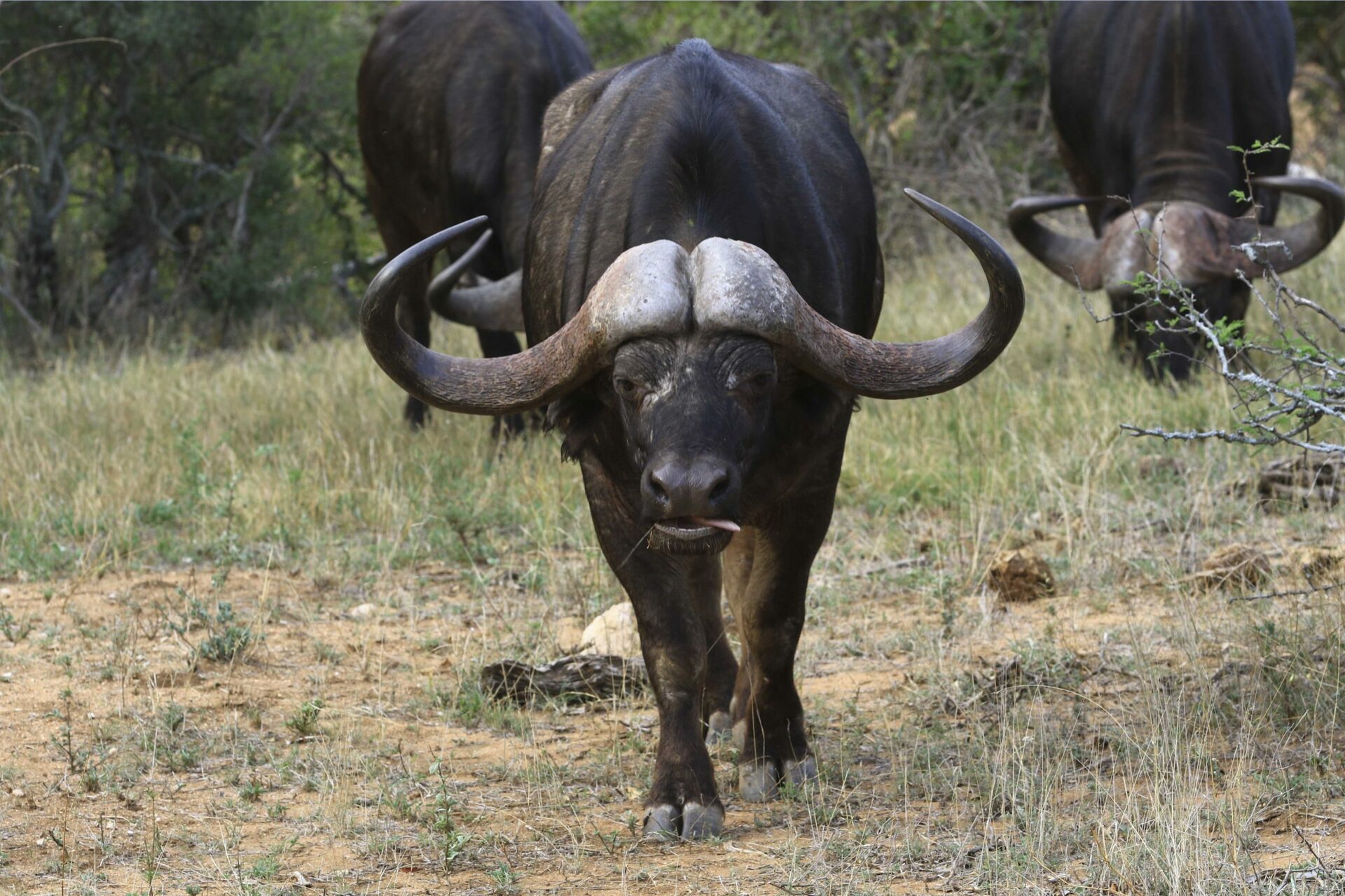 Safari passion dans le Parc Kruger