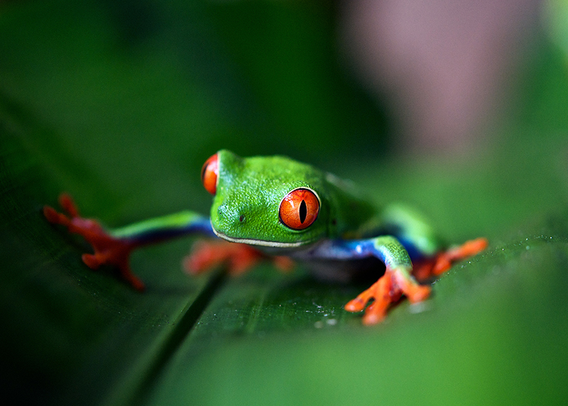 Biodiversité entre Caraïbes et Pacifique