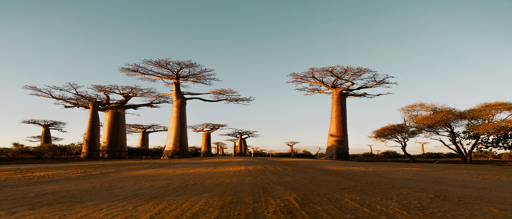 Allée des baobabs à Morondava, prise par un voyageur à Madagascar avec Nirvatravel