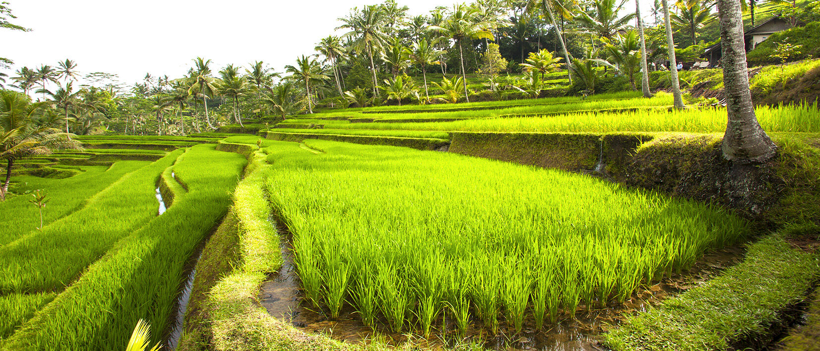 Rizières en terrasses à Ubud, voyage à Bali avec Nirvatravel